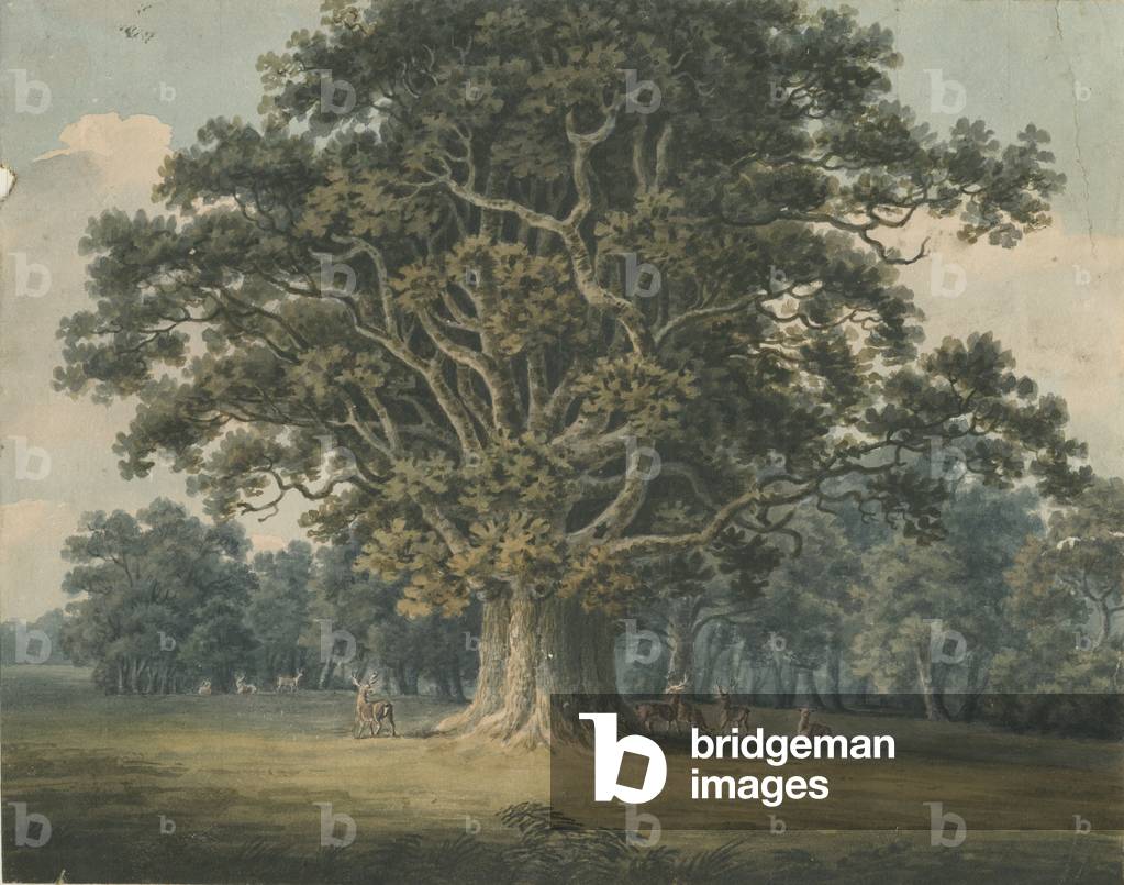 Needwood - Swilcar Oak: water colour painting, nd [?early 19th cent] (painting)