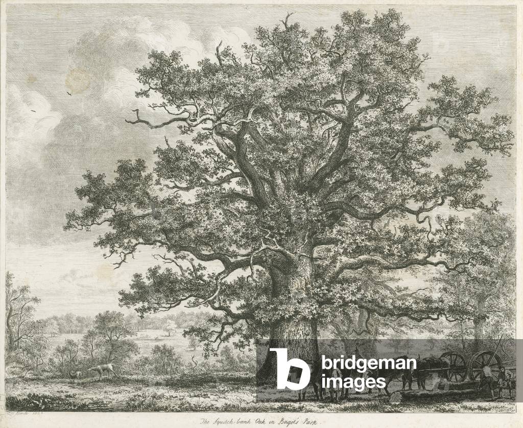 Blithfield - Squitch-bank Oak : etching, 1824 (drawing)