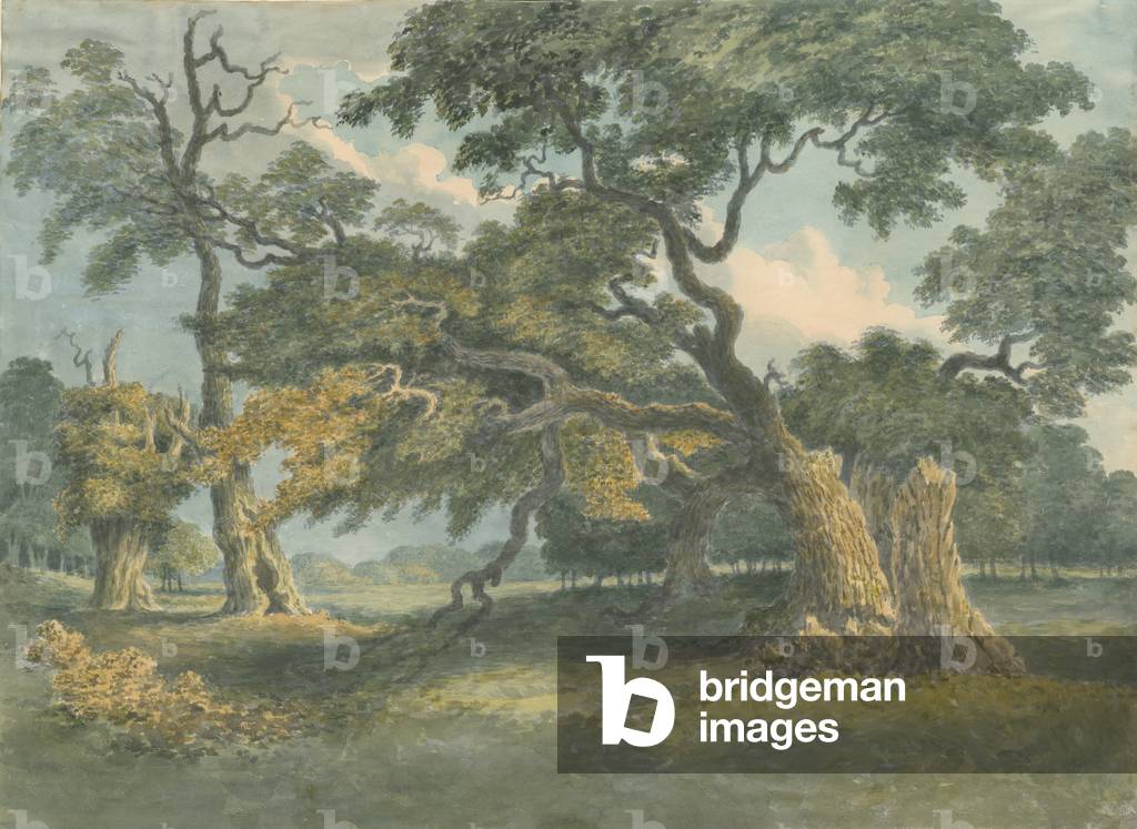 Needwood - Oak Tree: water colour painting, nd [?19th cent] (painting)