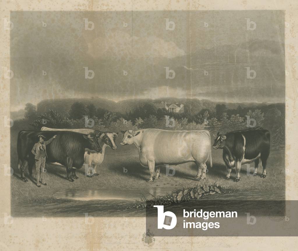 Chillington - 'The Chillington Oxen' : mezzotint engraving, nd [1838] (print)