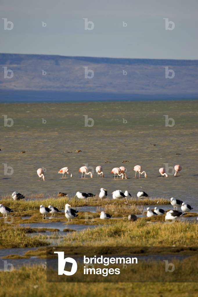 Flamingos on the Laguna Nimez part of Lago Argentino seen from Casa Verde Nature Reserve (photo)
