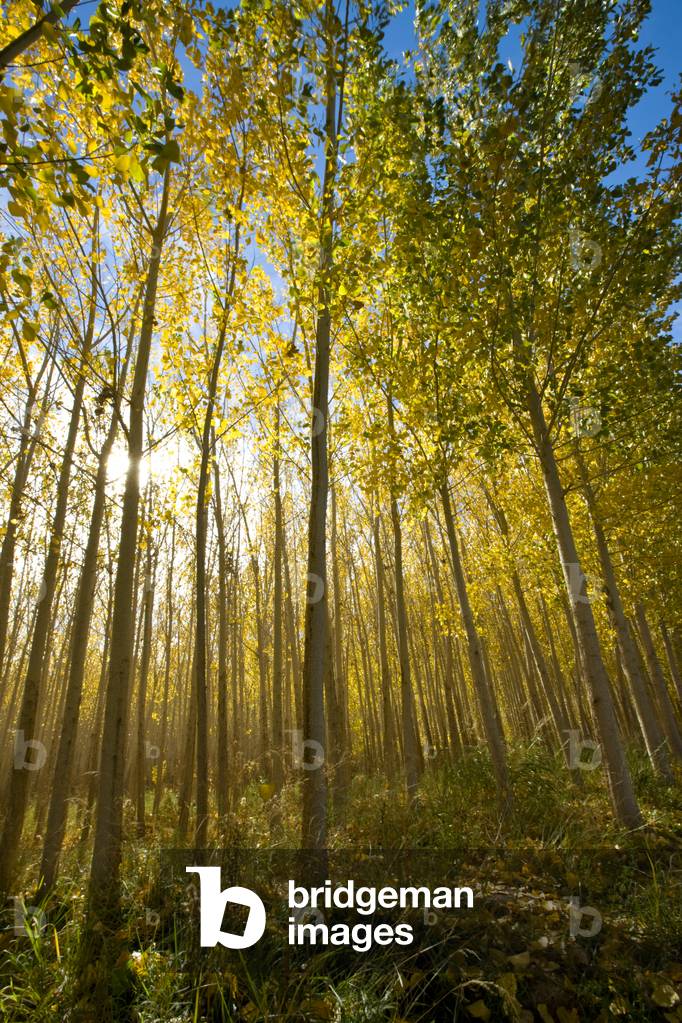 Alamos trees, San Juan province, Argentina (photo)
