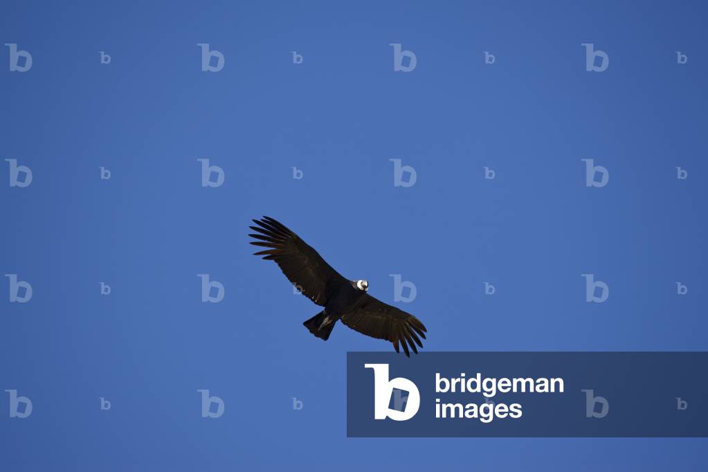 Condor, Argentina (photo)
