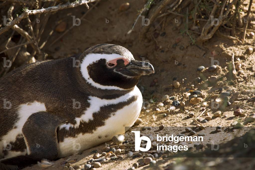 Magellanic penguin (photo)