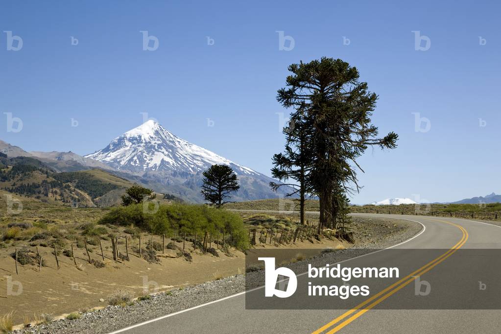 Araucaria or monkey puzzle tree on road Ruta 60 towards Chile with Volcan Lanin in background (photo)