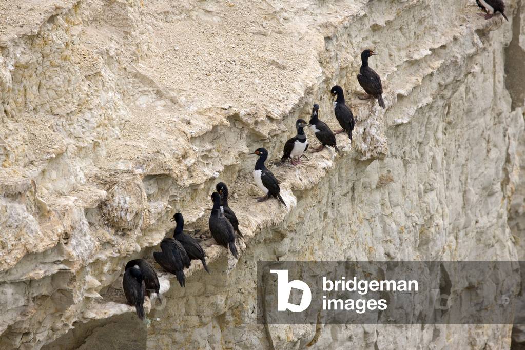 Cormorants at Punta Loma in the Golfo Nuevo (photo) 