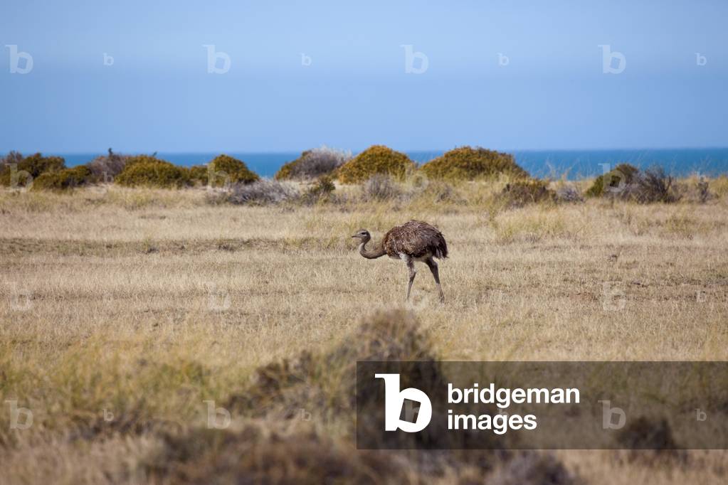 Rhea, Argentina (photo)