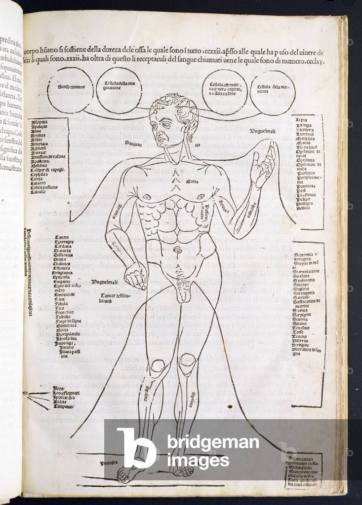 The Male Anatomy, from 'Fascilulus Medicinae' by Johannes de Ketham (d.c.1490) 15th-16th century (woodcut)