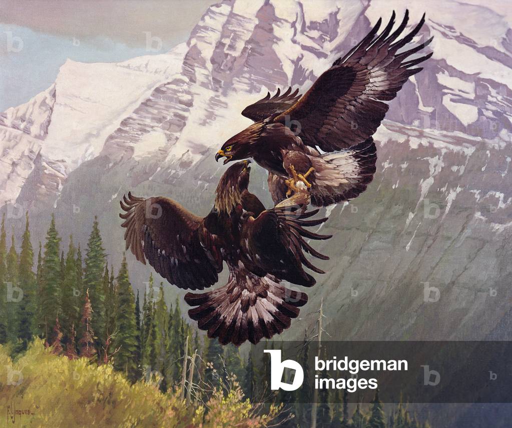 Grappling Adler, c.1954 (öl auf leinwand)