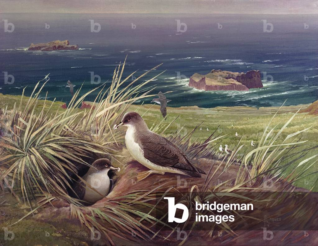 Pediunkers, or Gray Petrels, c.1935 (oil on canvas)