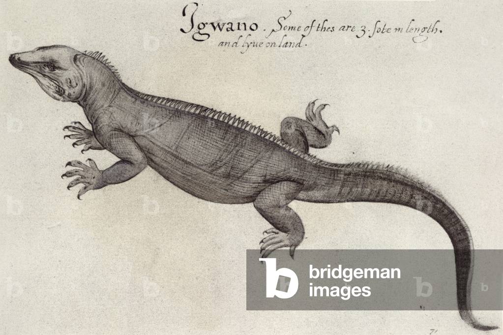 Iguana (litho) (b/w photo)