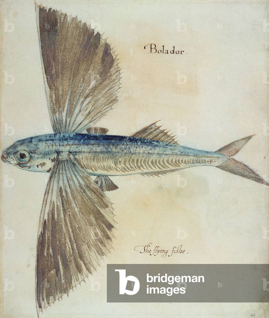 Pesce Volante (lito)