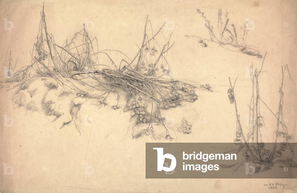 Study of a thistle, March 24, 1855 (graphite on paper)