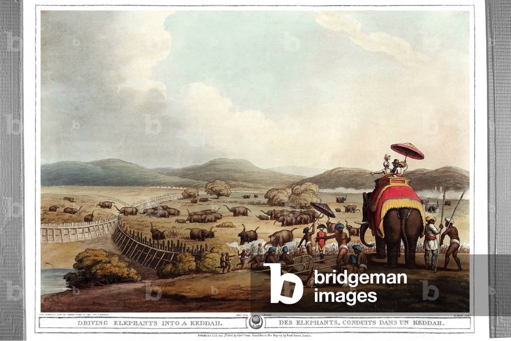 Elephants drove into a Keddah. Engraving by Samuel Howett (1756-1822) in “” Oriental field sports”” by Thomas Williamson (on hunts in the British Indies in the 19th century) in 1807