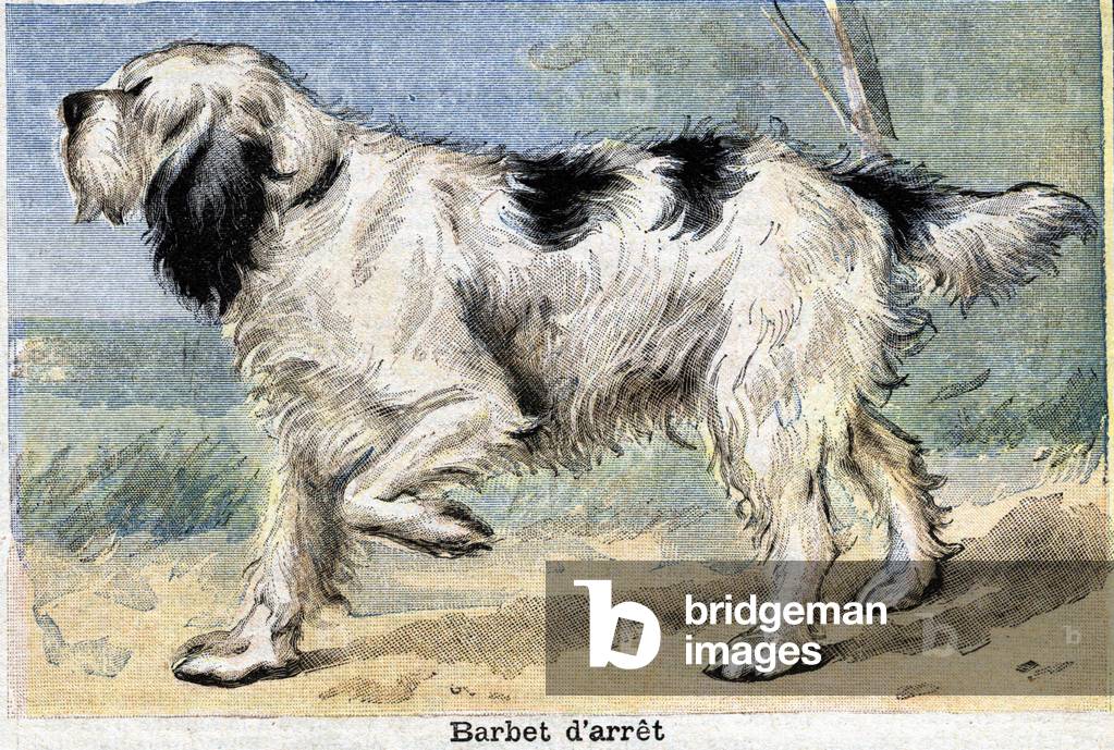 Hunting Dog: Stop Barbet
