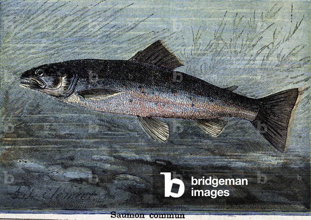 Common Salmon. Engraving from 1897