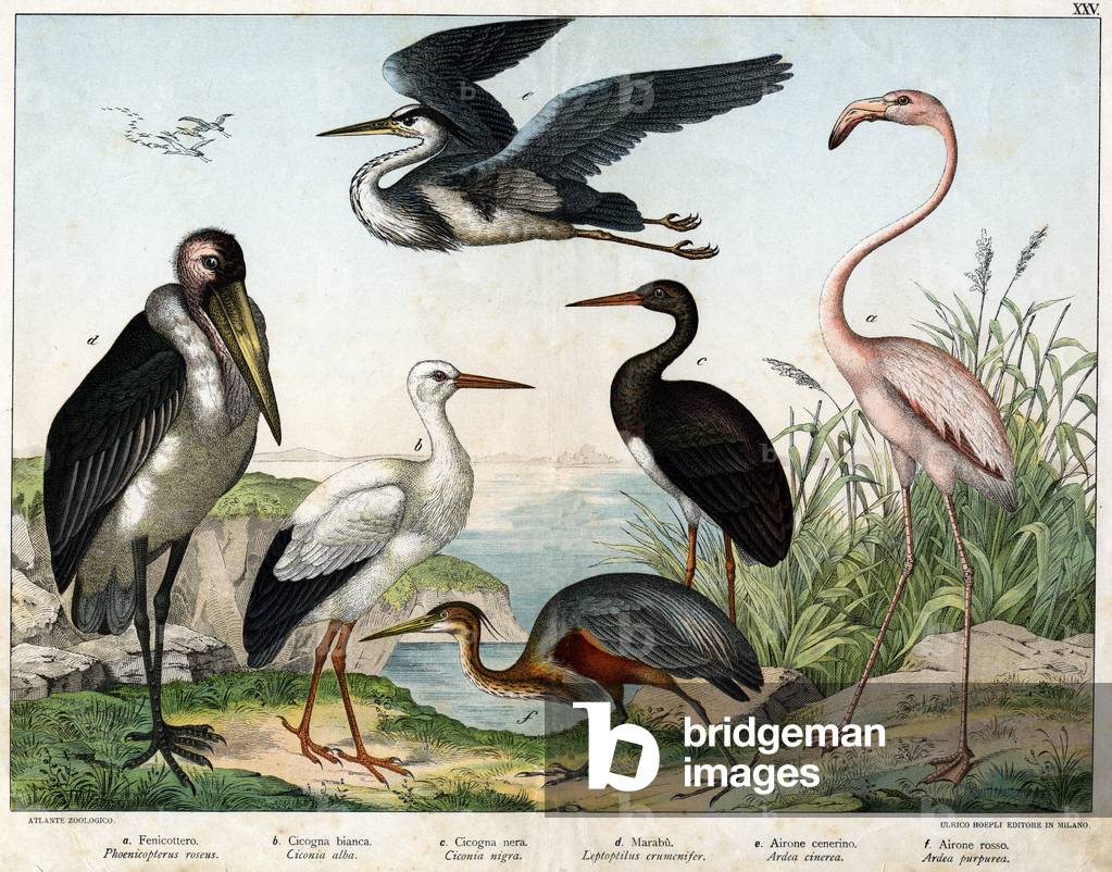 Illustration by “Natural History of Birds”, ed. Hoepli, Milan, 1873 (engraving)