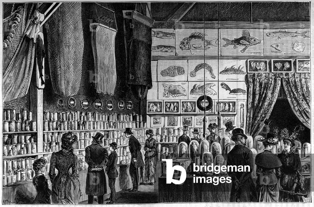 Zoological exhibition at the Natural History Museum in Paris from the expeditions of the Worker and Talisman ships, 1884 (engraving)