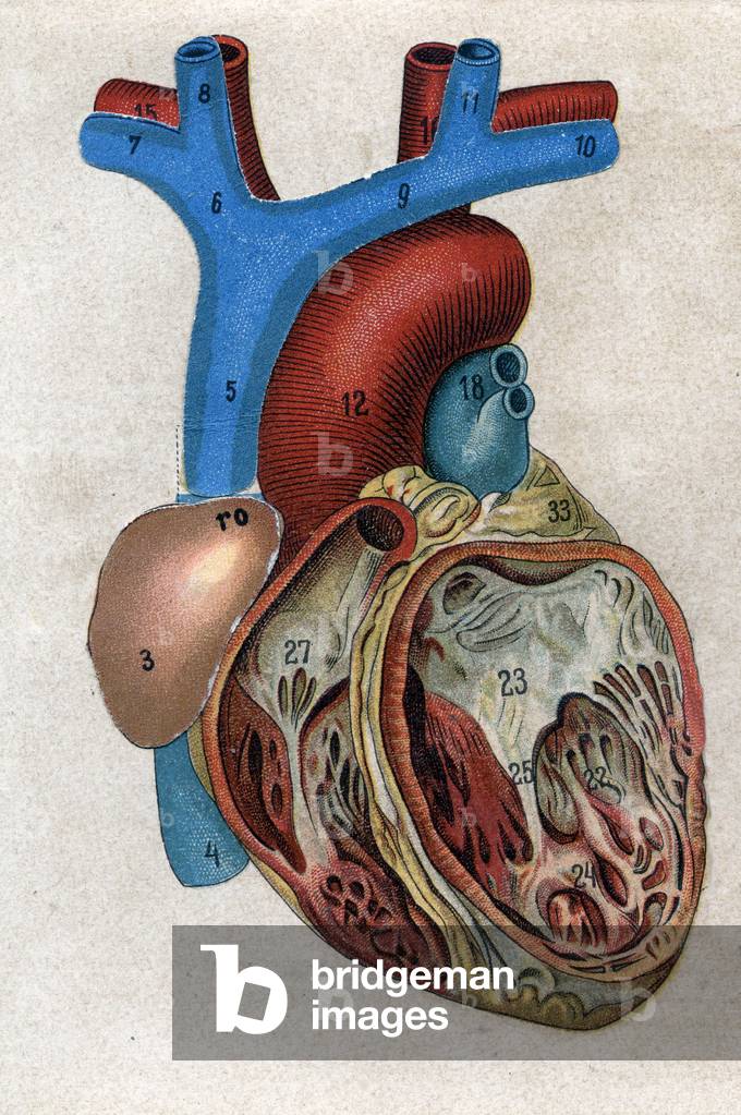 Le coeur.in “” The new natural medication”” by F.E. Bilz. 1898.
