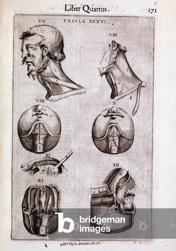 Anatomical Plate - in 