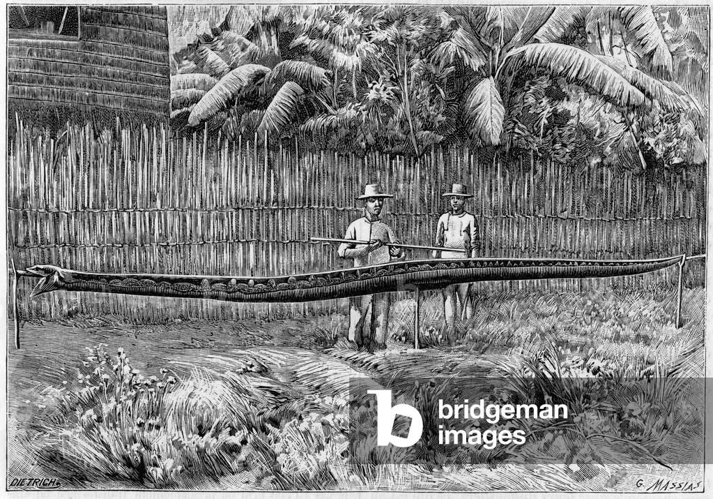 The skin of a Python snake, 6.60m long, captured in the Philippines Islands. (From a photograph). Engraving in “” La Nature: revue des sciences et de leurs applications aux arts et a l'industrie”” of 16 July 1892.