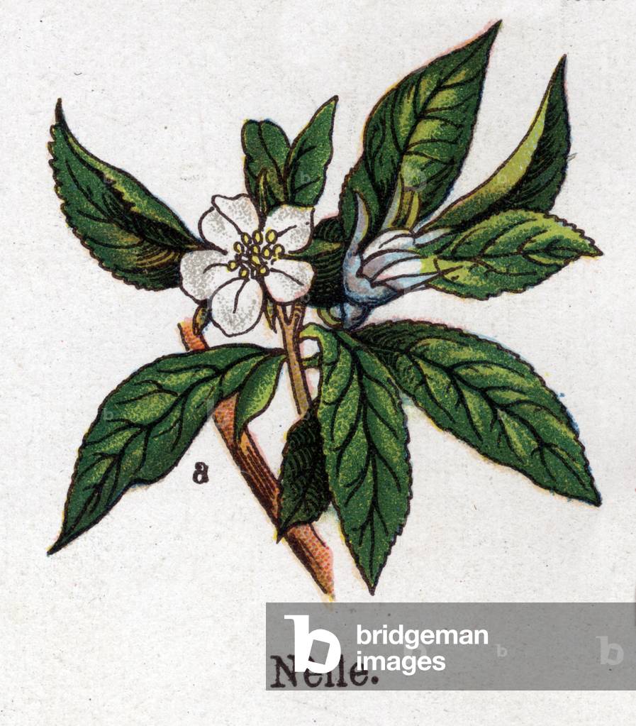 Medicinal and food botanical plants: nefle. Engraving in “” La medication naturelle””, by Friedrich Eduard Bilz (1842-1922), 1898. Private Collection