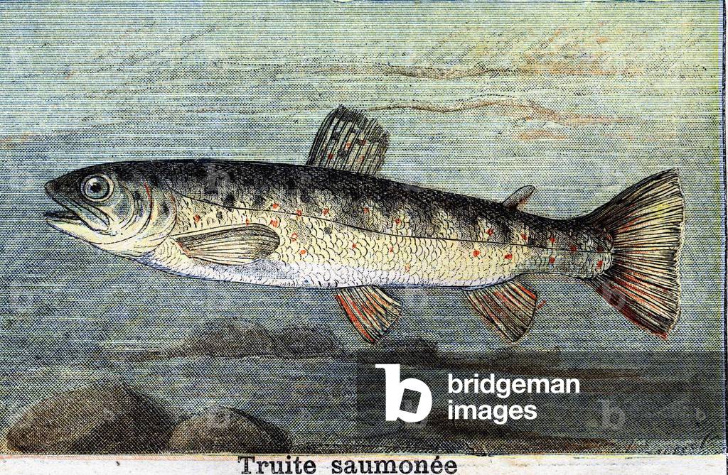 Salmon trout engraving from 1898