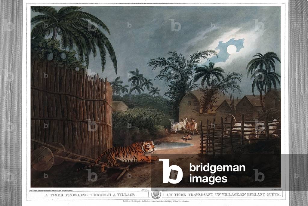 A tiger walking through a village screaming quete. Engraving by Samuel Howett (1756-1822) in “” Oriental field sports”” by Thomas Williamson (on hunts in the British Indies in the 19th century) in 1807