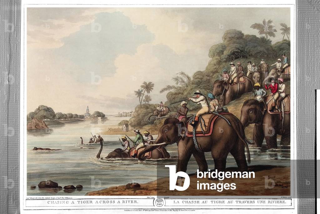 Tiger hunting through a river. Engraving by Samuel Howett (1756-1822) in “” Oriental field sports”” by Thomas Williamson (on hunts in the British Indies in the 19th century) in 1807