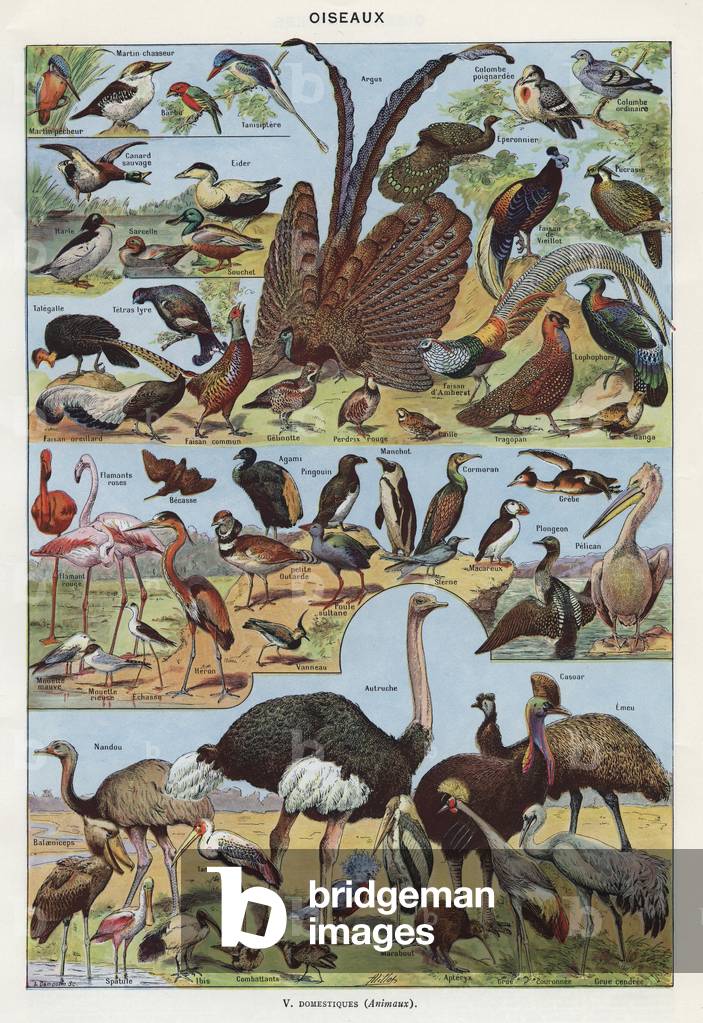 MIXED BIRDS - drawing from the English dictionary, Larousse universel, around 1940