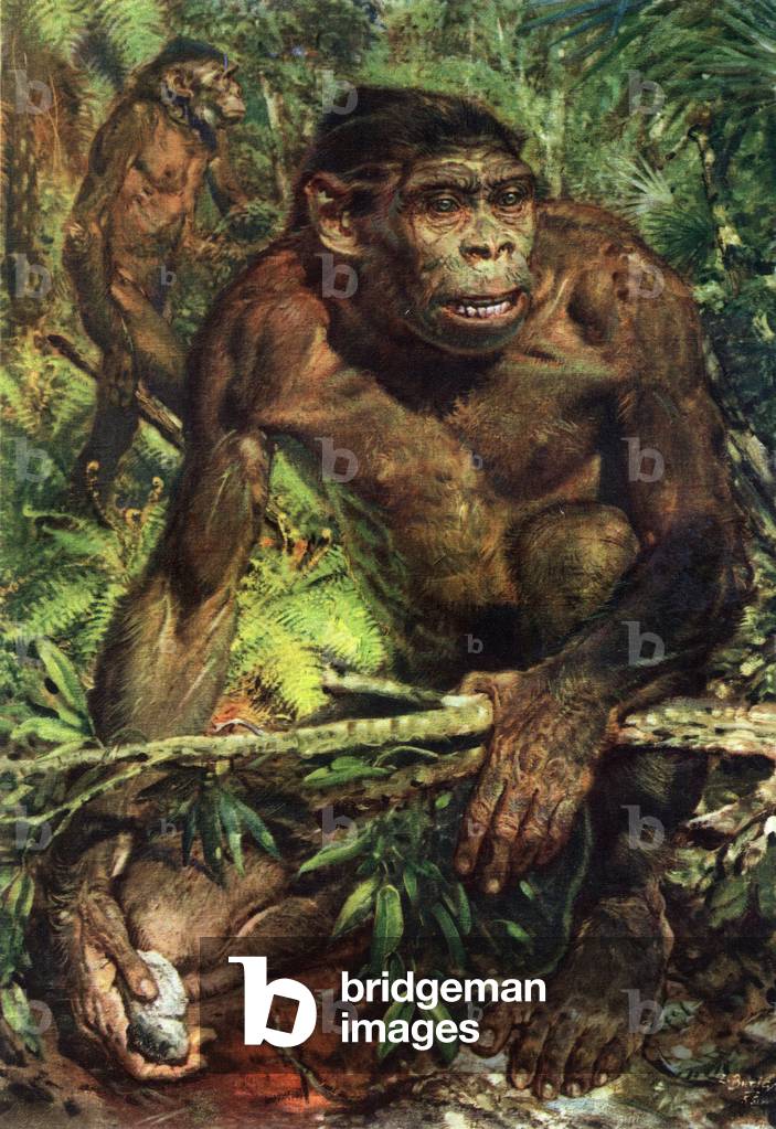 Image of Drawing depicting Java Man (Homo erectus erectus) - Pithecanthrope in the island of Java - in “” Preh