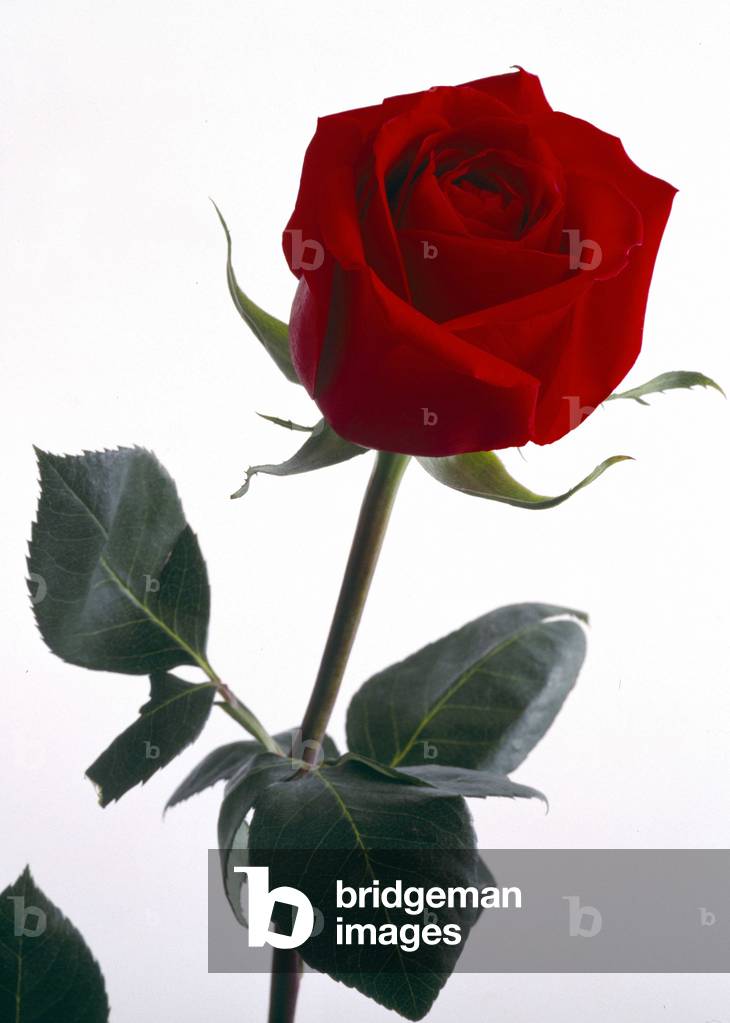 Still life of a red rose.