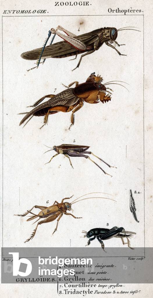 Tavola di storia naturale. Entomologia. Famiglia di ortotteri. Grylloides: 4. Cavalletta emigrante; 5. Grassho