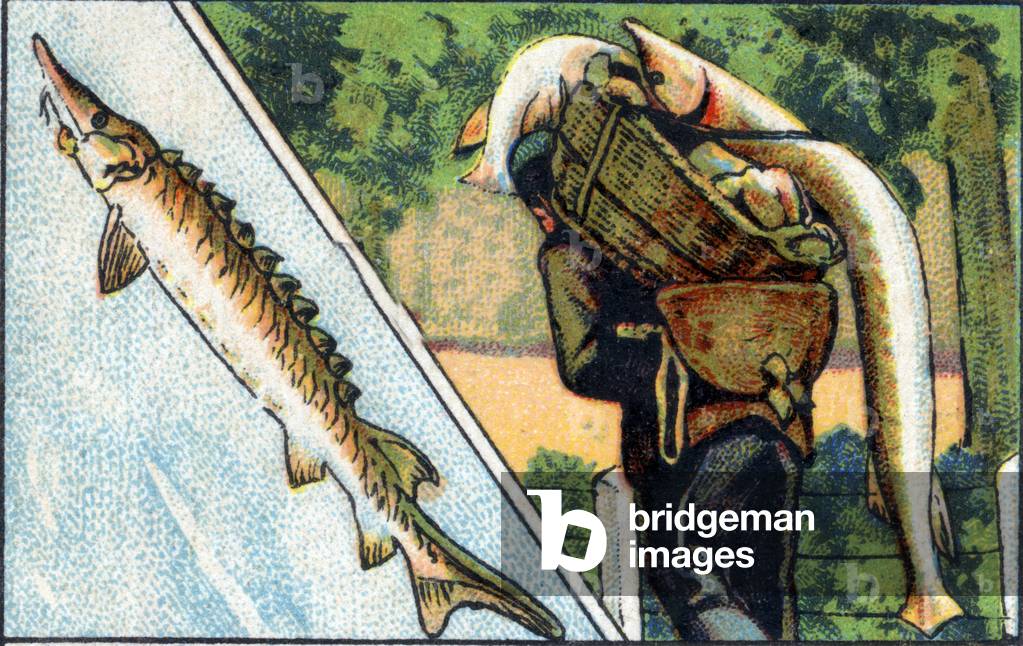 Caucasus sturgeon fishermen. 1936 (chromo)
