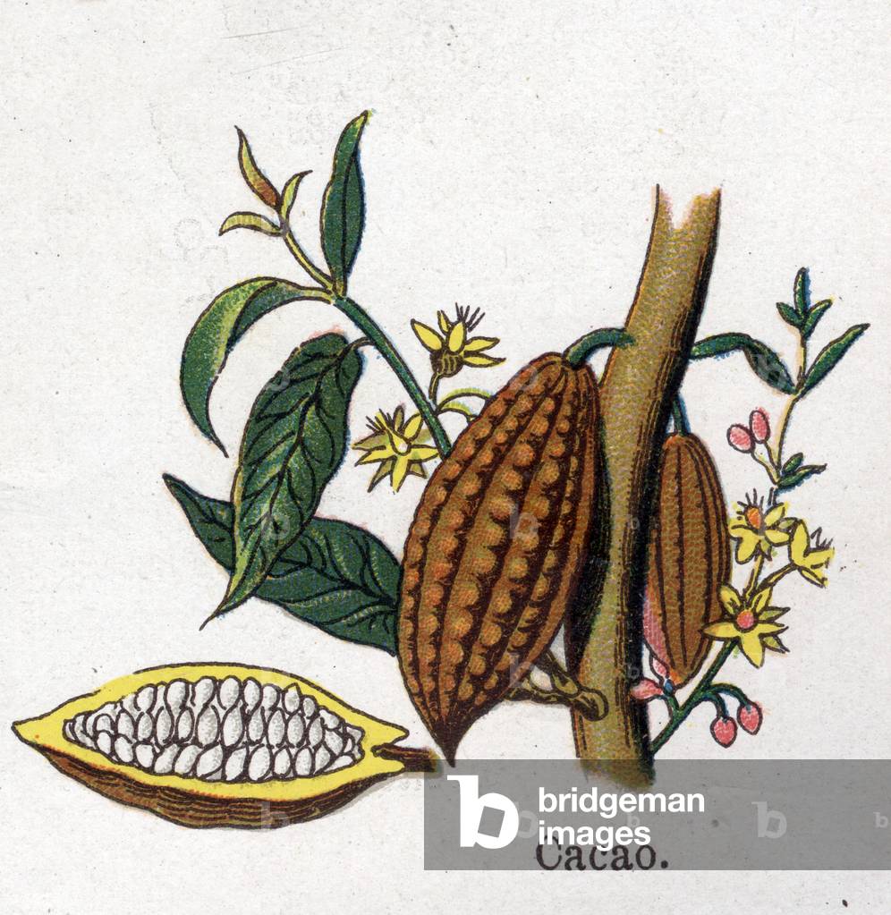 Medicinal and food botanical plants: cocoa. Engraving in “” La medication naturelle””, by Friedrich Eduard Bilz (1842-1922), 1898. Private Collection