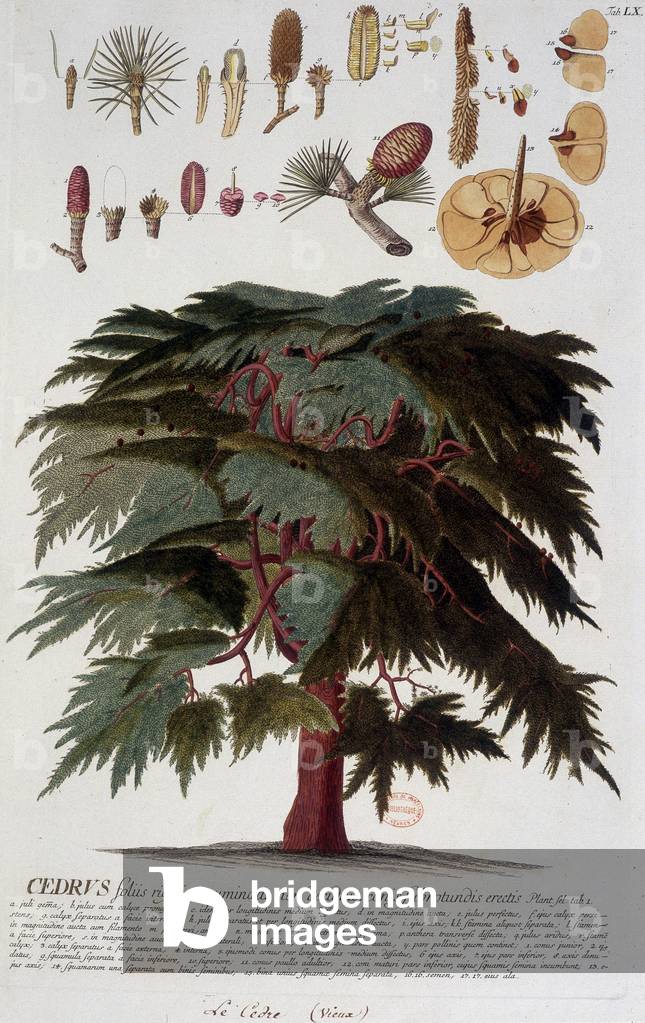 Botanical board: Cedar. n.d. 19th century.
