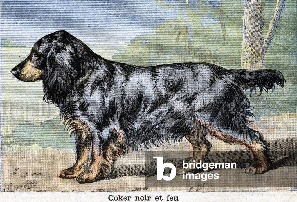 Hunting dog: Black coker and fire