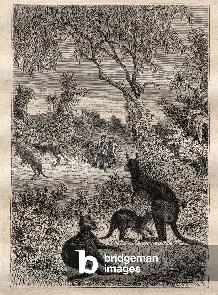 First voyage (1768-1771) by Captain James Cook (1728-1779): the sailors discover the kangaroos (Australia) - illustration taken from “The Great Mariners of the 18th century”, 1879 - 1 of the 3 volumes of the “Histoire generale des grands voyages et des voyageurs” by Jules Verne