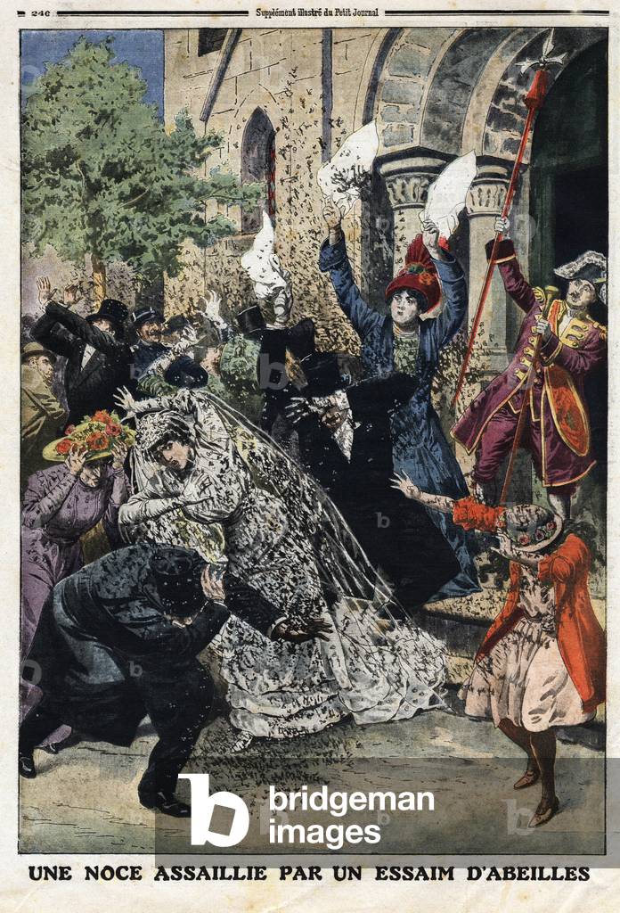 Wedding was attacked by a swarm of bees. Engraving in “” Le Petite Journal””, on 28/07/1912. Private collection.