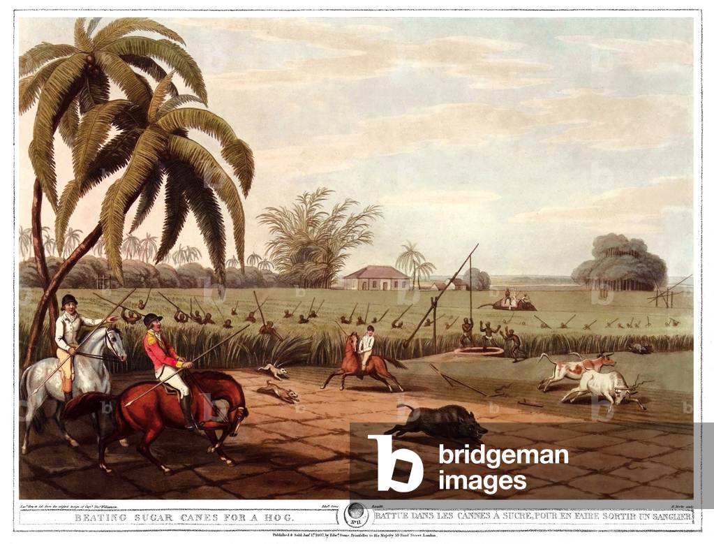 Beaten in the sugar canes to bring out a boar. Engraving by Samuel Howett (1756-1822) in “” Oriental field sports”” by Thomas Williamson (on hunts in the British Indies in the 19th century) in 1807