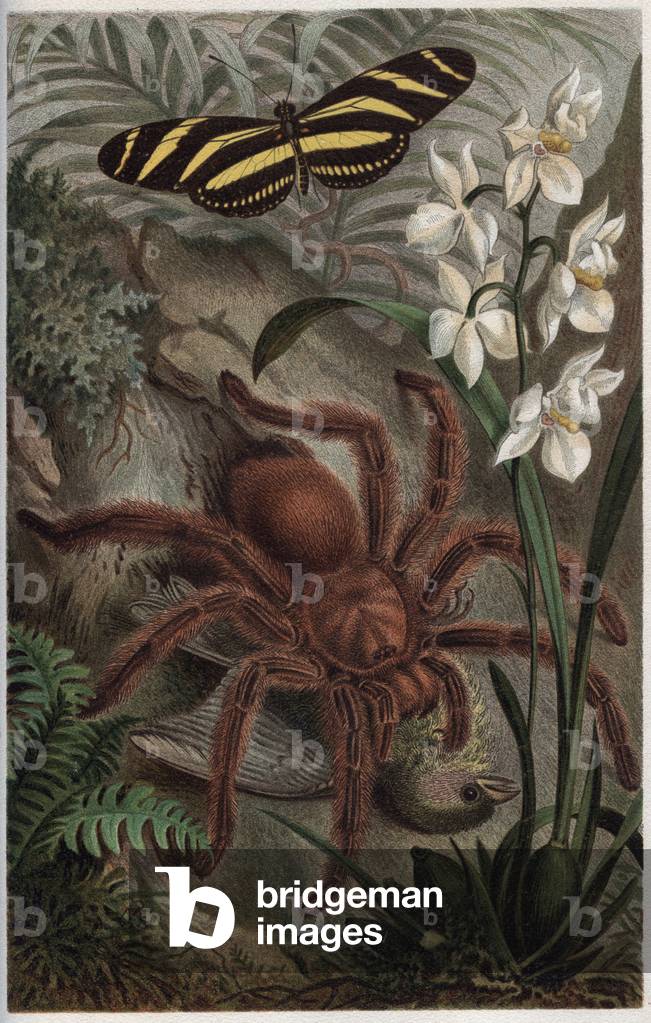 Mygalomorphae (Orthognatha) - engraving from “” Brehm's Life of Animals” by Alfred Edmund Brehm (1829-1884)