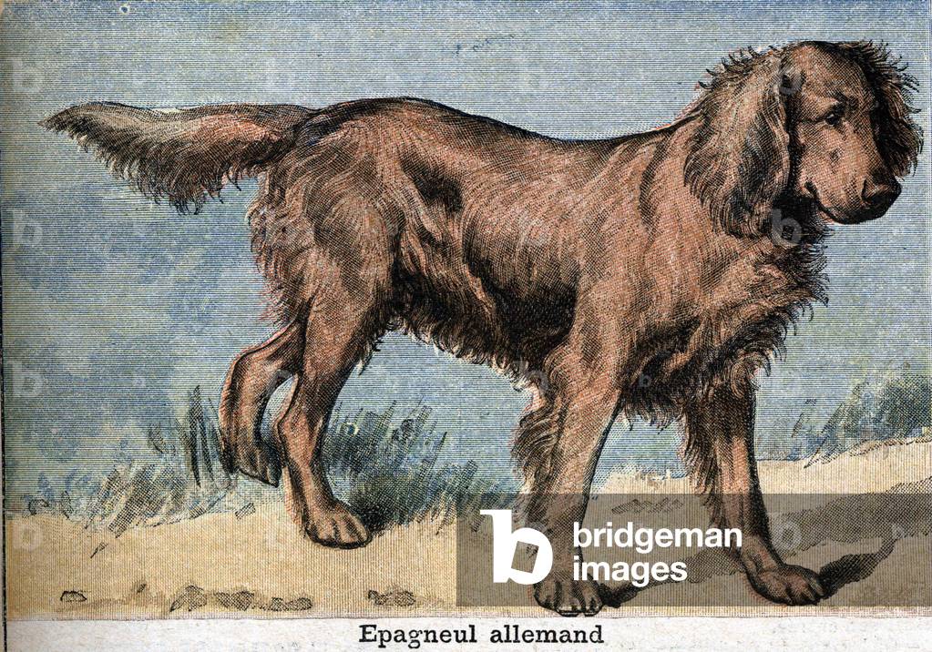 Hunting dog: German spaniel