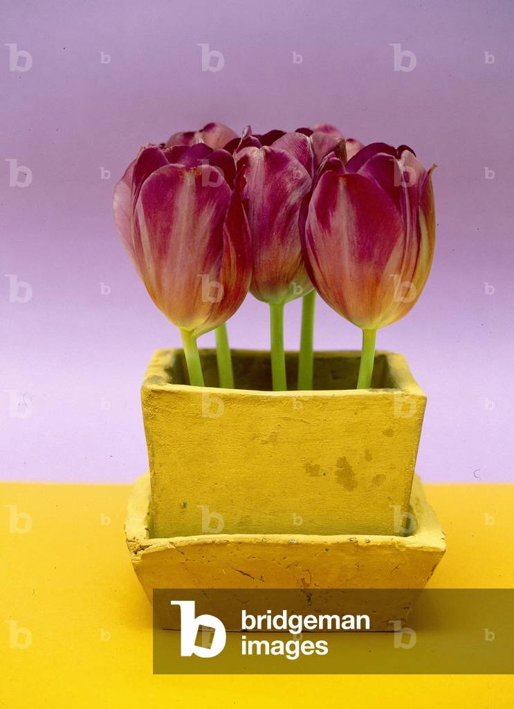 Still life of potted pink tulips.