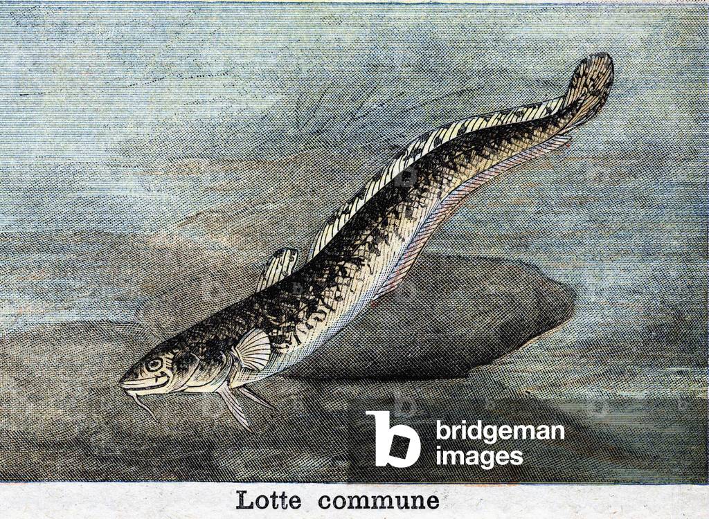 Common Lotte engraving from 1898