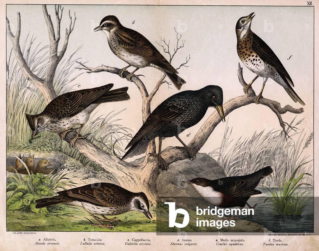 Diverses illustration of birds “History” natural birds”. ed. Hoepli, Milan, 1873 (engraving)