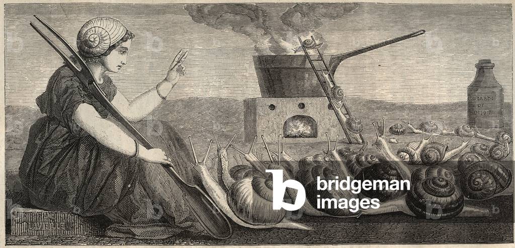 Burgundy snail - engraving 19th century