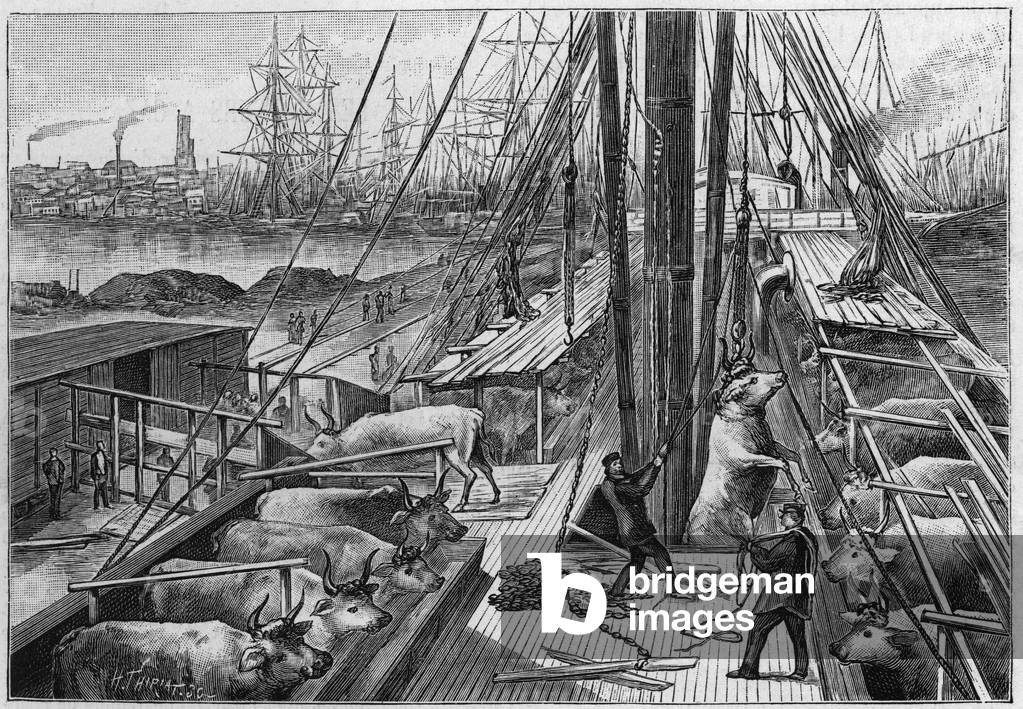 The English steamer “Bellenden”, carrying 90 oxen from Argentina, arrived in the port of Dunkirk on January 18, 1891. Engraving in “” La Nature: revue des sciences et de leurs applications aux arts et a l'industrie”” of March 14, 1891.