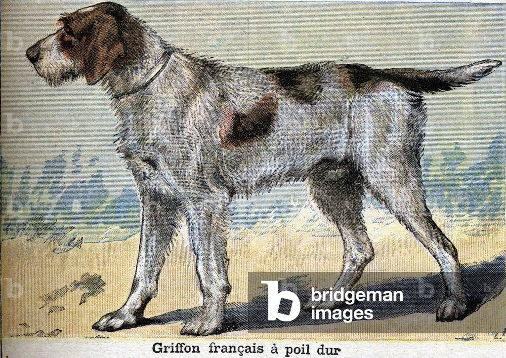 Hunting dog: Griffon francais hard-haired
