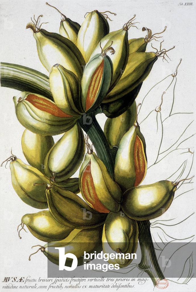 Botanical board: bananas. n.d. 19th century.