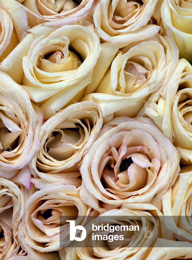 Still life, bouquet of white roses.